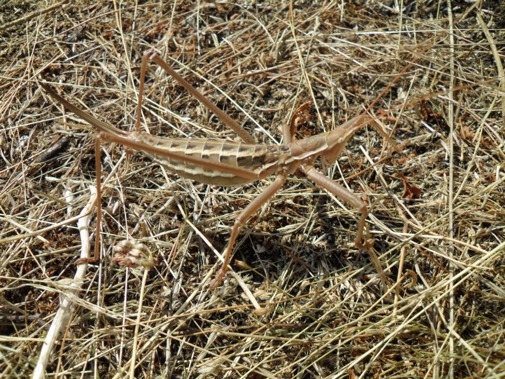 femmina di Saga pedo